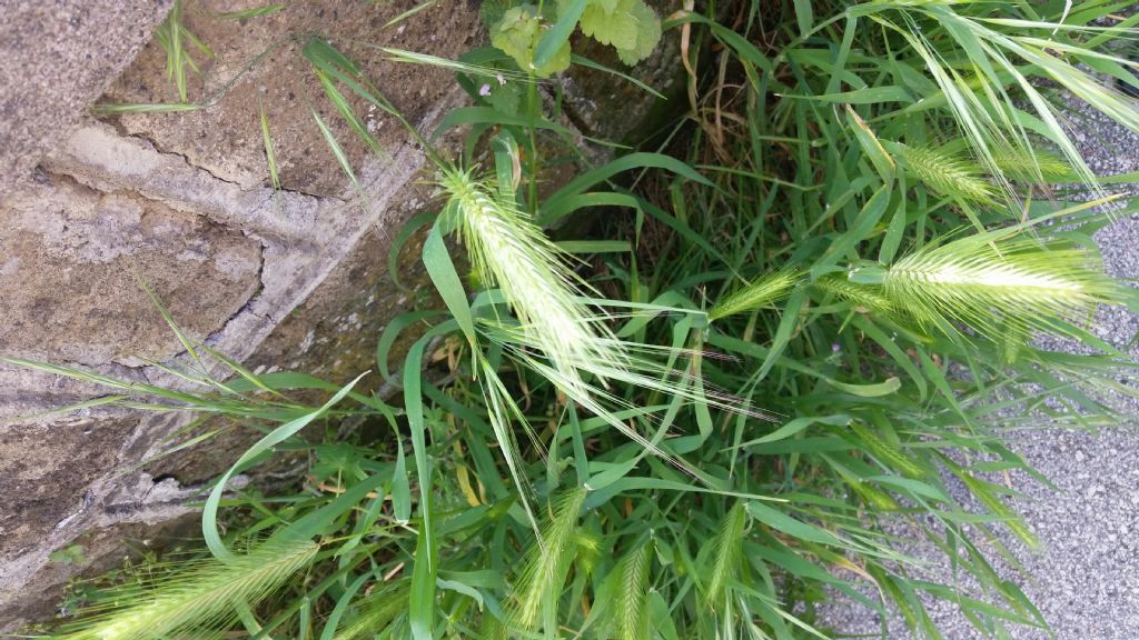 Hordeum sp. (Poaceae)